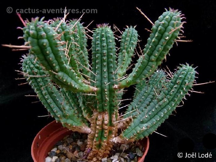 Euphorbia mammillaris P1120705